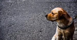 Capalaba Dog Attack Highlights Ongoing Training Concerns Across Queensland