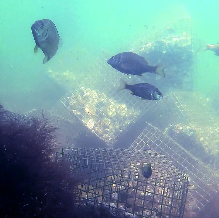 Moreton Bay oyster reefs 

