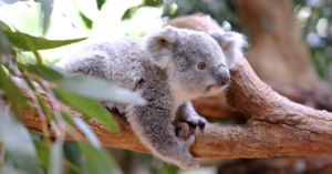 Capalaba Drivers Warned as Koala Dispersal Season Begins