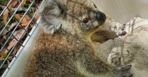 Burbank Koala Program Tracks Delilah After Six Months In Care