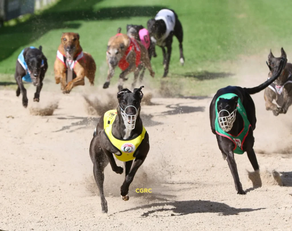 Capalaba Greyhound Racing