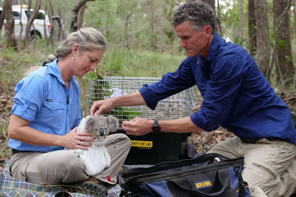 koala conservation