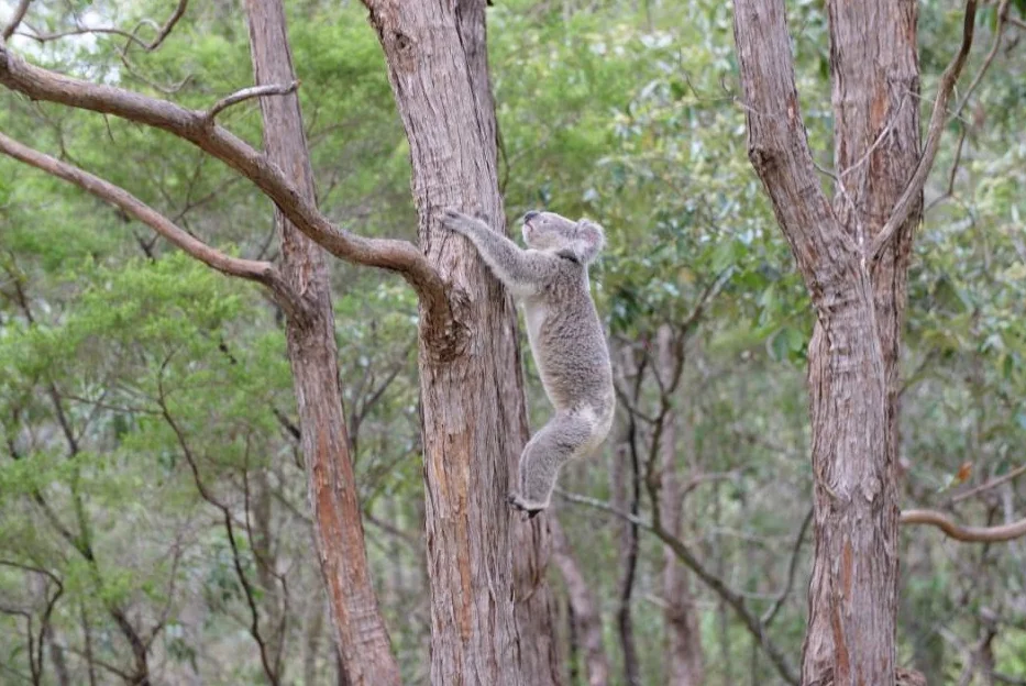Burbank koala program