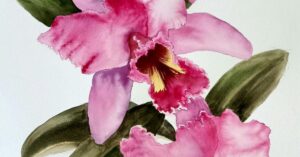 Marion Hughes Watercolour Classes Capalaba Return to Redland Coast Art Society